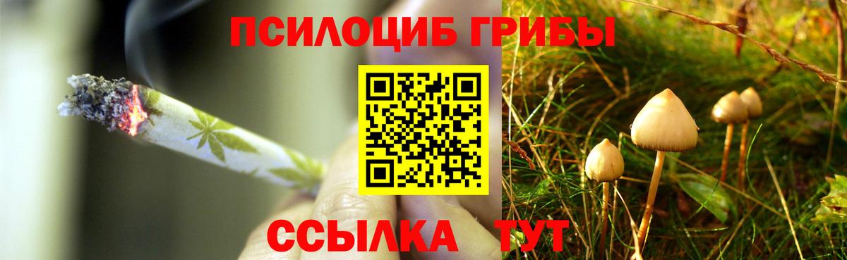 Псилоцибиновые грибы Psilocybe Белово